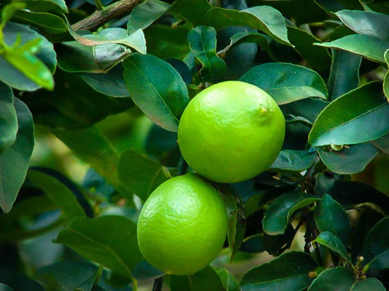 Persian Lime trees